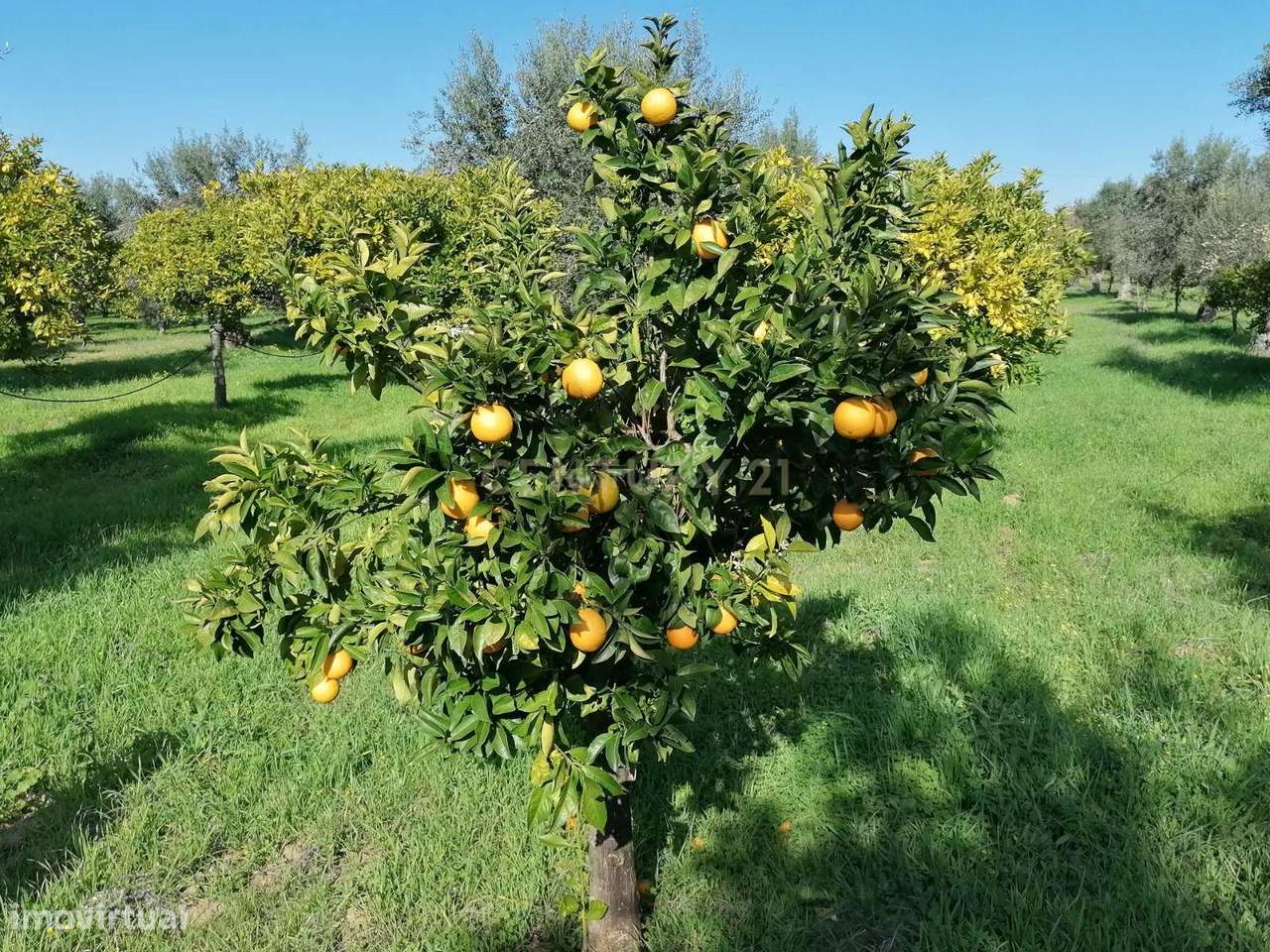 Quinta no Carapetal-10