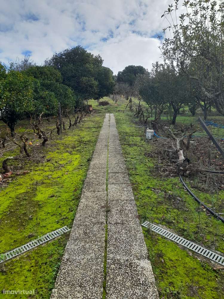 Azeitão/ Parque Natural Arrábida Quinta 7250 m2 com Moradia-37