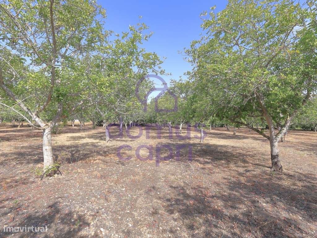 Moradia T2 + 2 para renovar em Arroio - Luz de Tavira-24