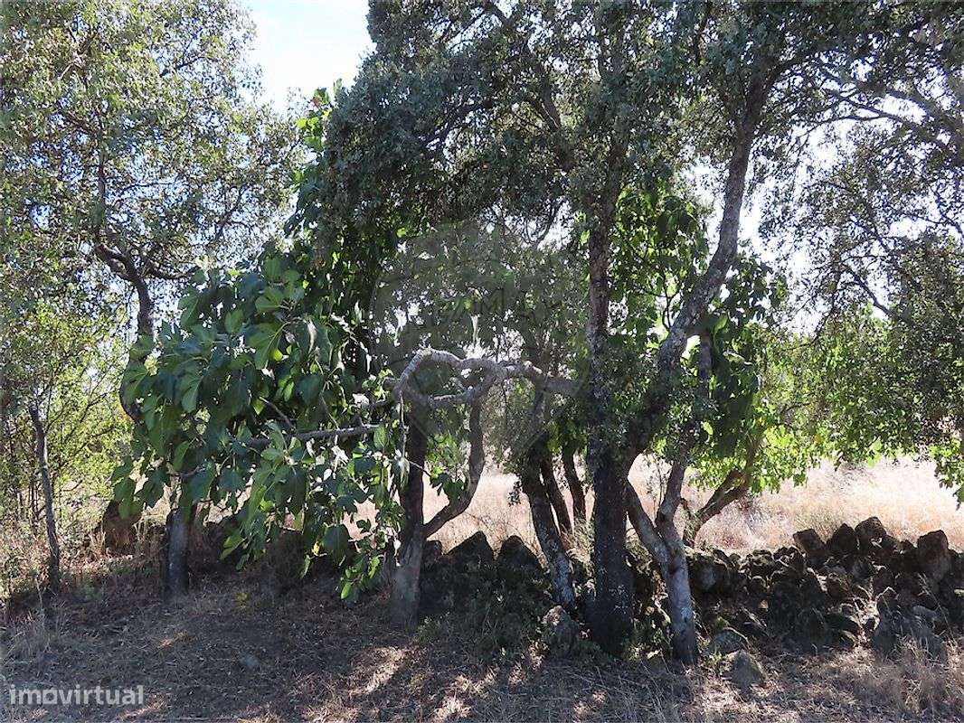 Quinta  para venda-38