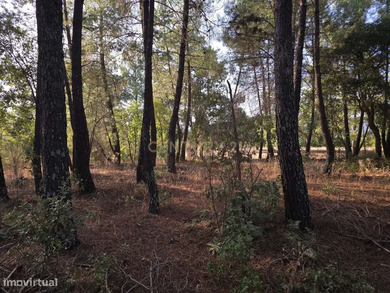 Terreno Rústico em Satão, Soalheira, Fundão, Potencial Único - Grande imagem: 2/13
