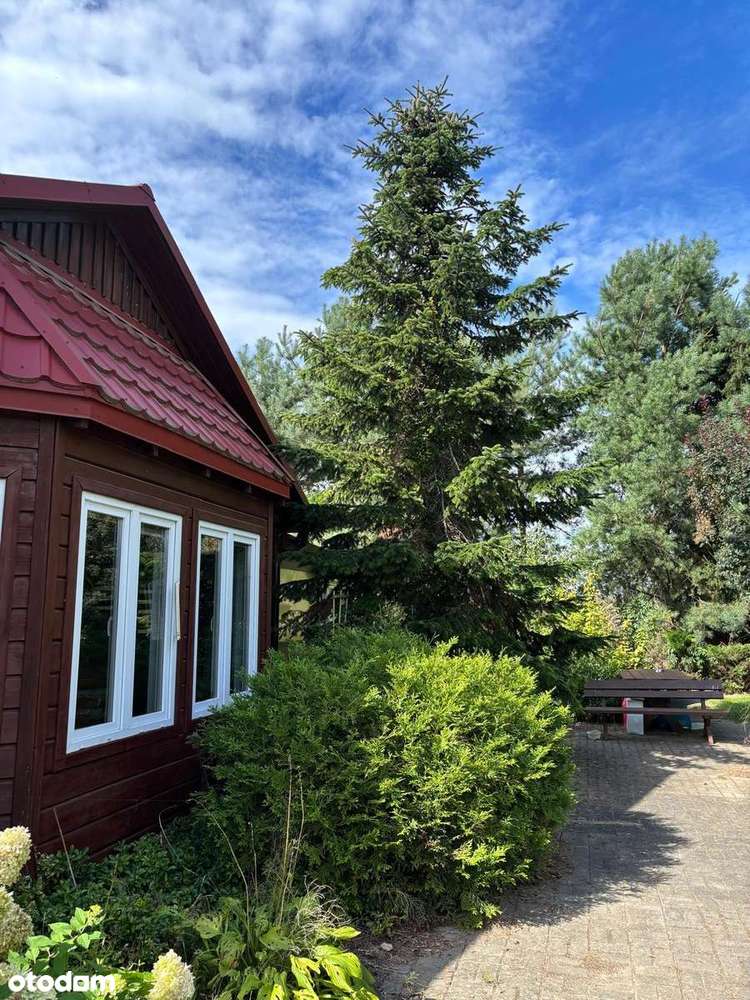 Piękne siedlisko z potencjałem w Dąbrowie 10 km od Poznania-6