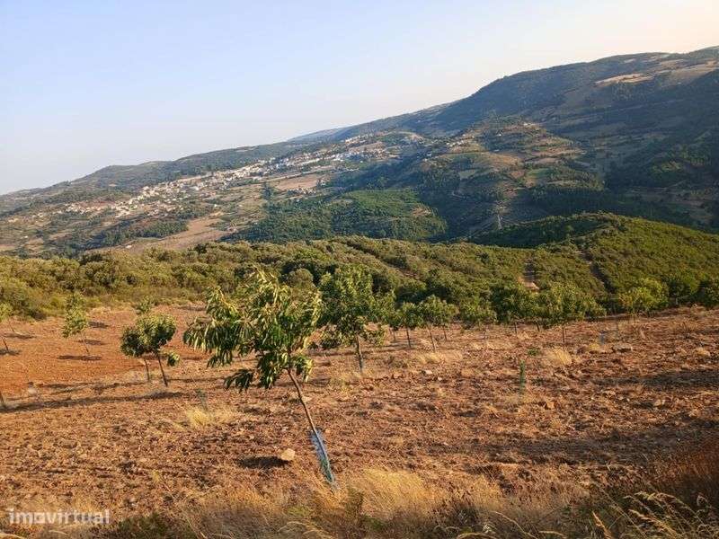 Projeto agrícola de castanheiros - Grande imagem: 5/11