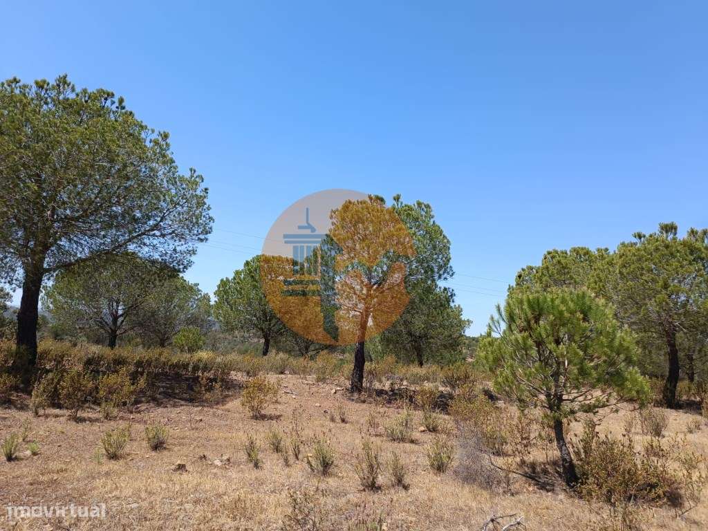 TERRENO RUSTICO COM 12.200 M2 - AGUA E LUZ - PRÓXIMO A FOZ DE ODELE... - Grande imagem: 3/22