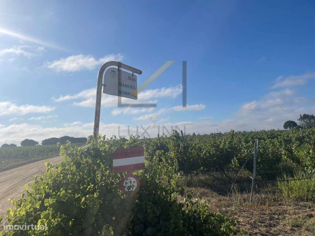 Terrenos Rústicos com vinhas em produção, concelho de Palmela - Grande imagem: 3/16