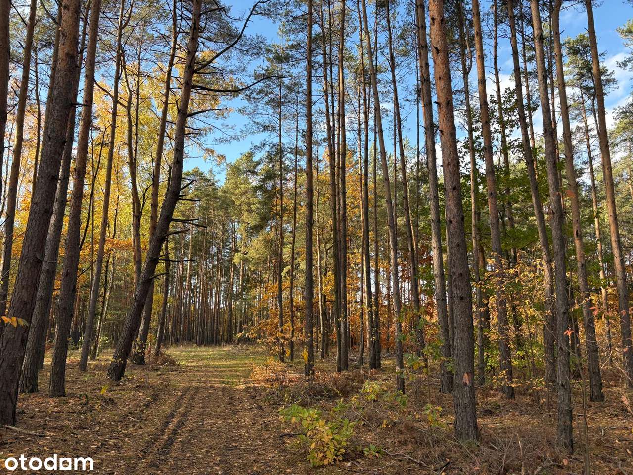 Wyjątkowa leśna działka z prawem do zabudowy - Pełny obrazek: 1/9