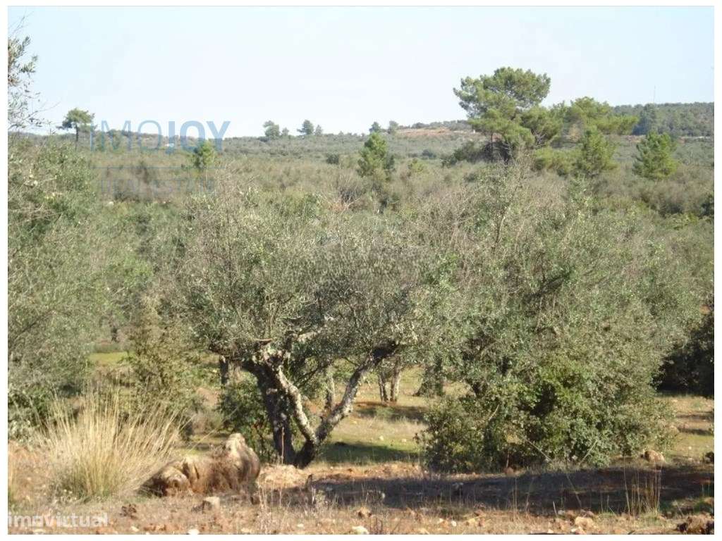 Terreno Rústico em Borba com Possibilidade de Construção - Grande imagem: 5/13