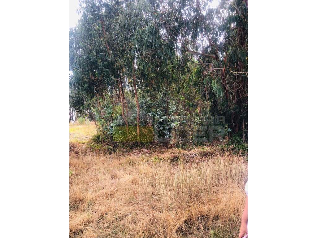 Terreno Rústico Venda Torres Vedras - Grande imagem: 3/5