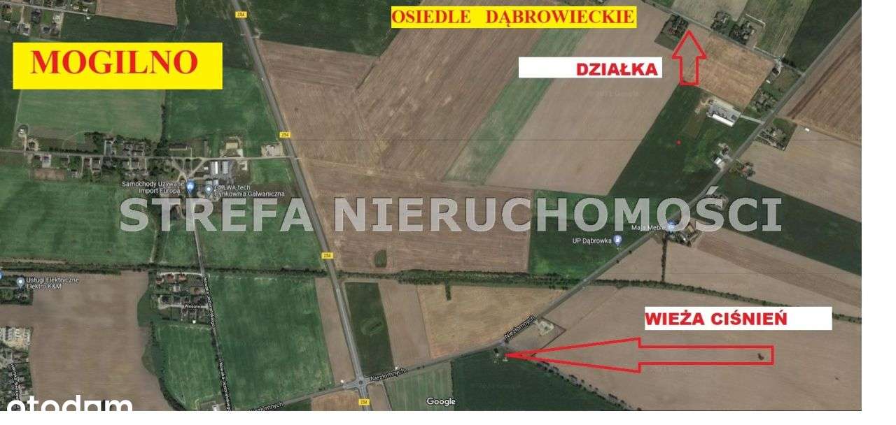 Działka budowlana w Dąbrówce; 2 km do Mogilna-0