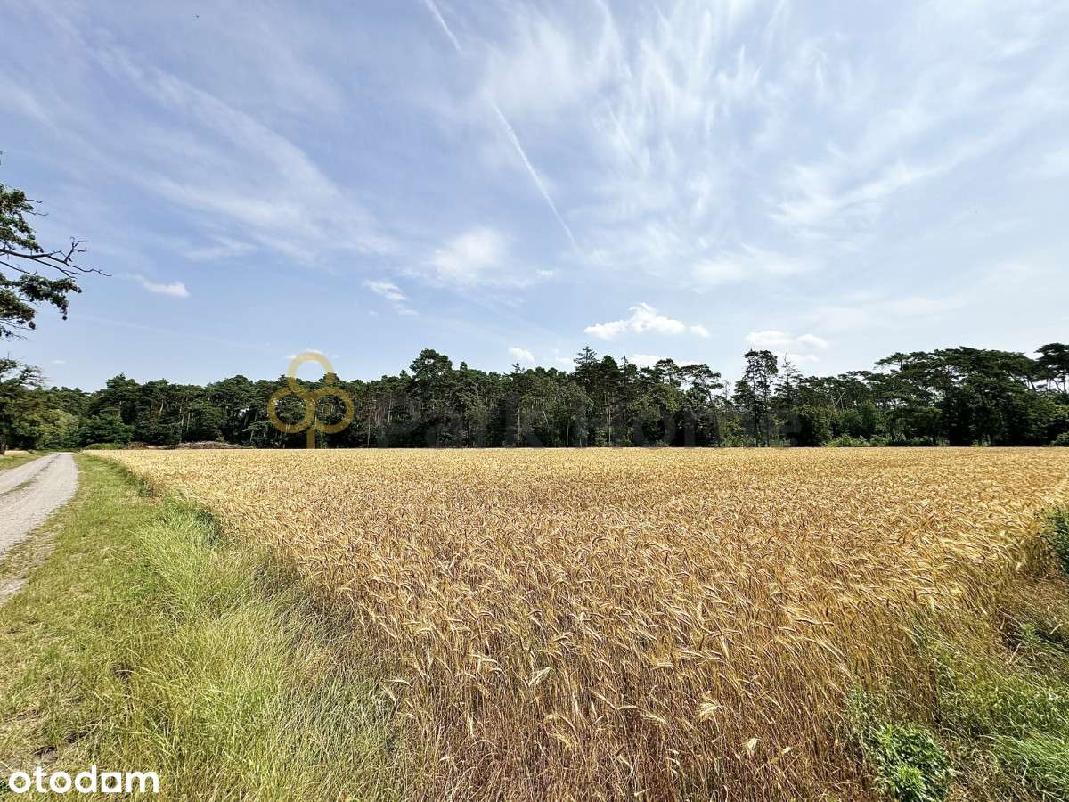 Atrakcyjne działki przy lesie | blisko Poznania | - Pełny obrazek: 5/6