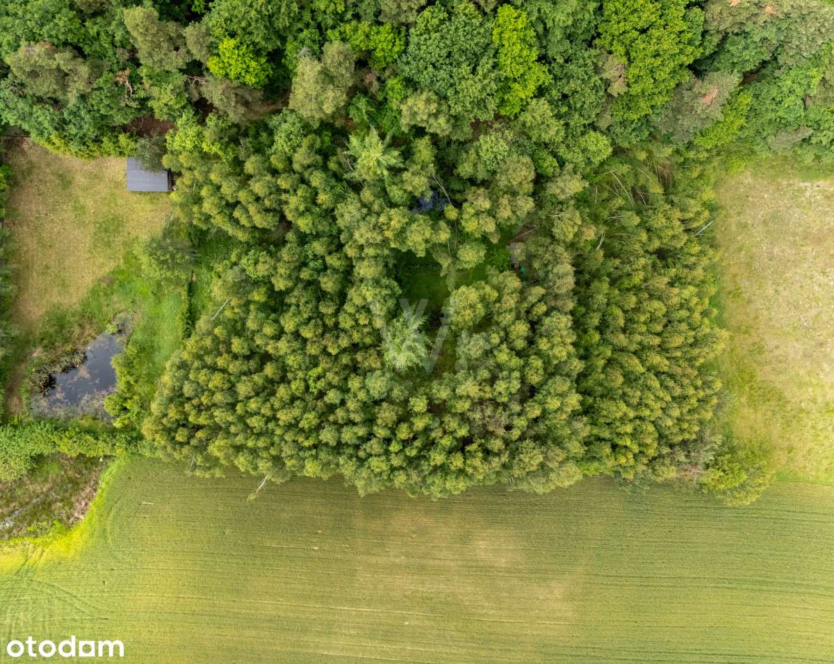 Działka rolna 1500 m² – Donimierz, gm. Szemud - Pełny obrazek: 3/7