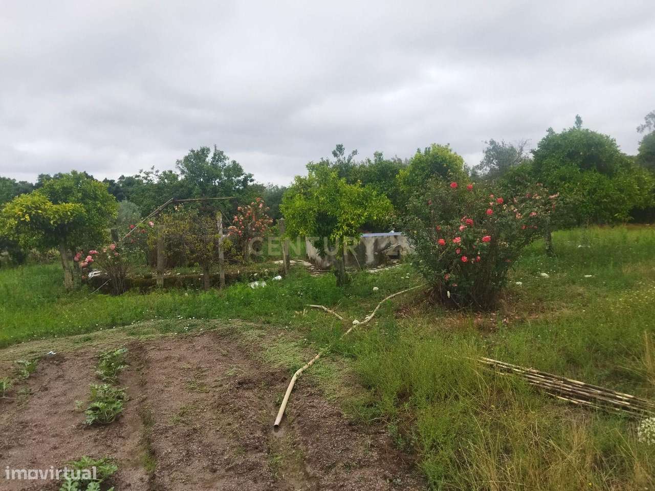 Terreno Rústico na Lousa, Castelo Branco-17