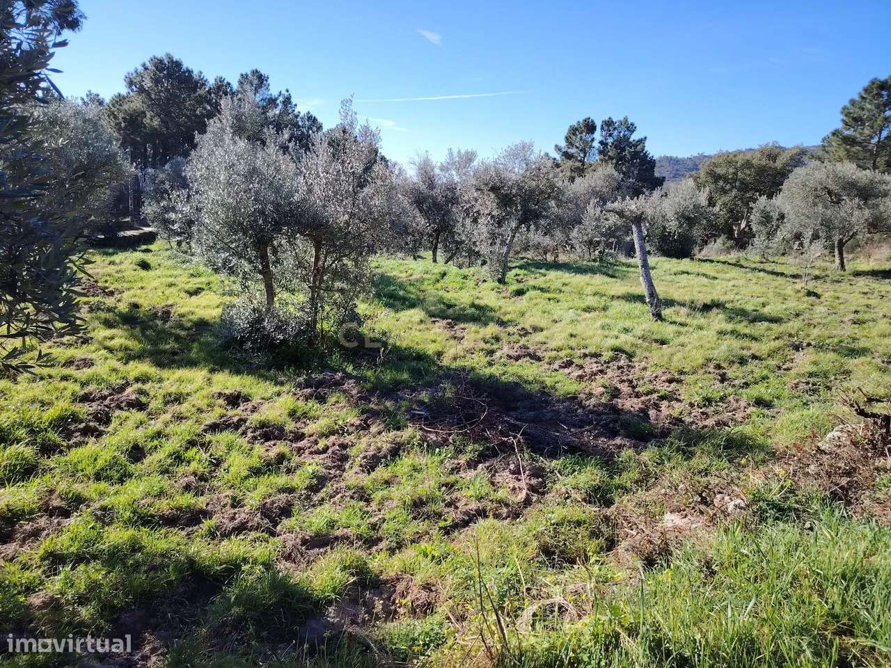 Terreno rústico, Louriçal do Campo, Castelo Branco - Grande imagem: 1/9