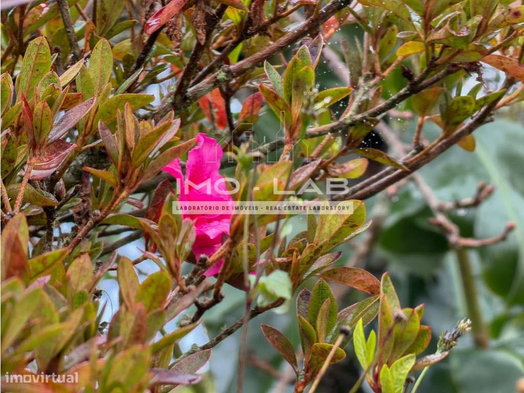 Moradia T2 - Santa - Porto Moniz-25