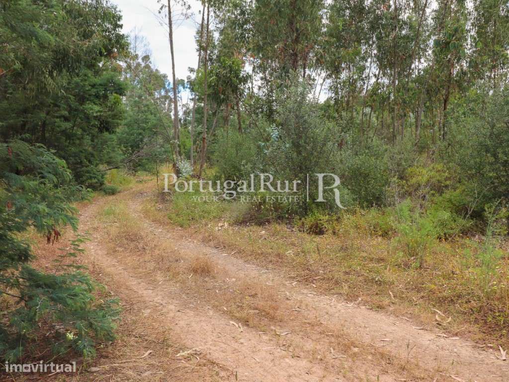 Herdade Algarvia de 29 Hectares com Projeto de Construção Aprovado - Grande imagem: 5/34