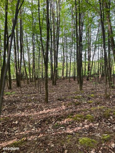 Rakszawa piękna działka przy lesie 1,15 ha