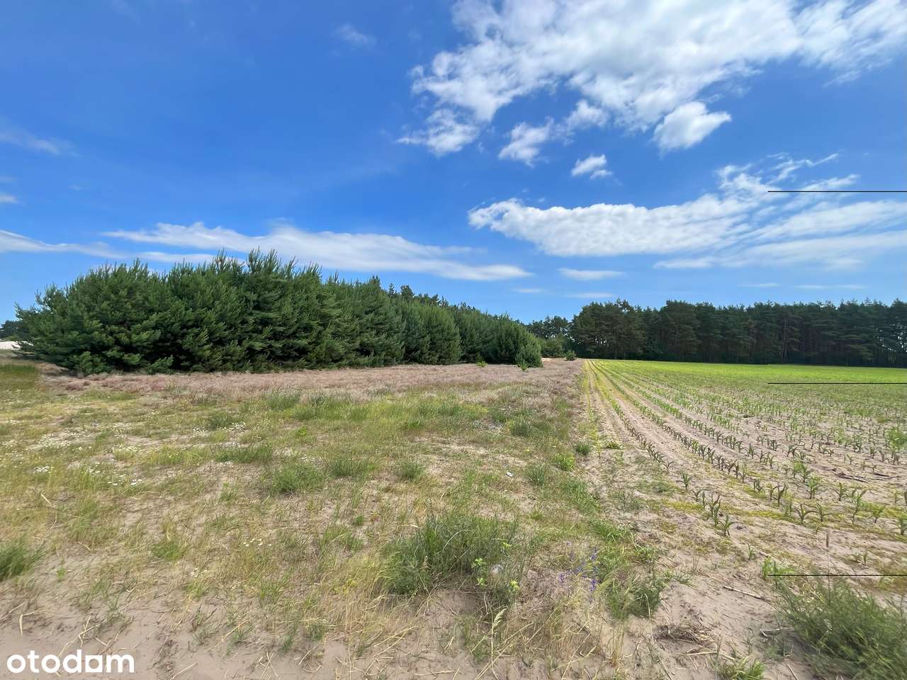 Straszewo - działka budowlana-2