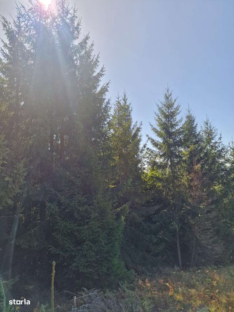 Vindem teren forestier 44165 mp Doabra - Bucovina-5