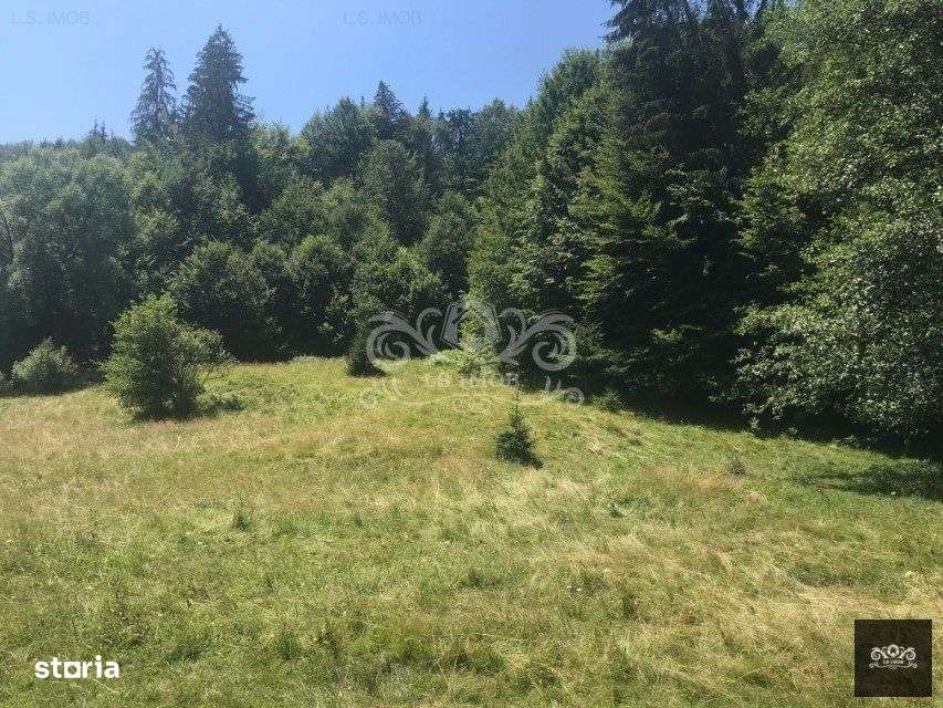 Vand teren si padure conifere in Albestii de Muscel. - Imagine principală: 2/7