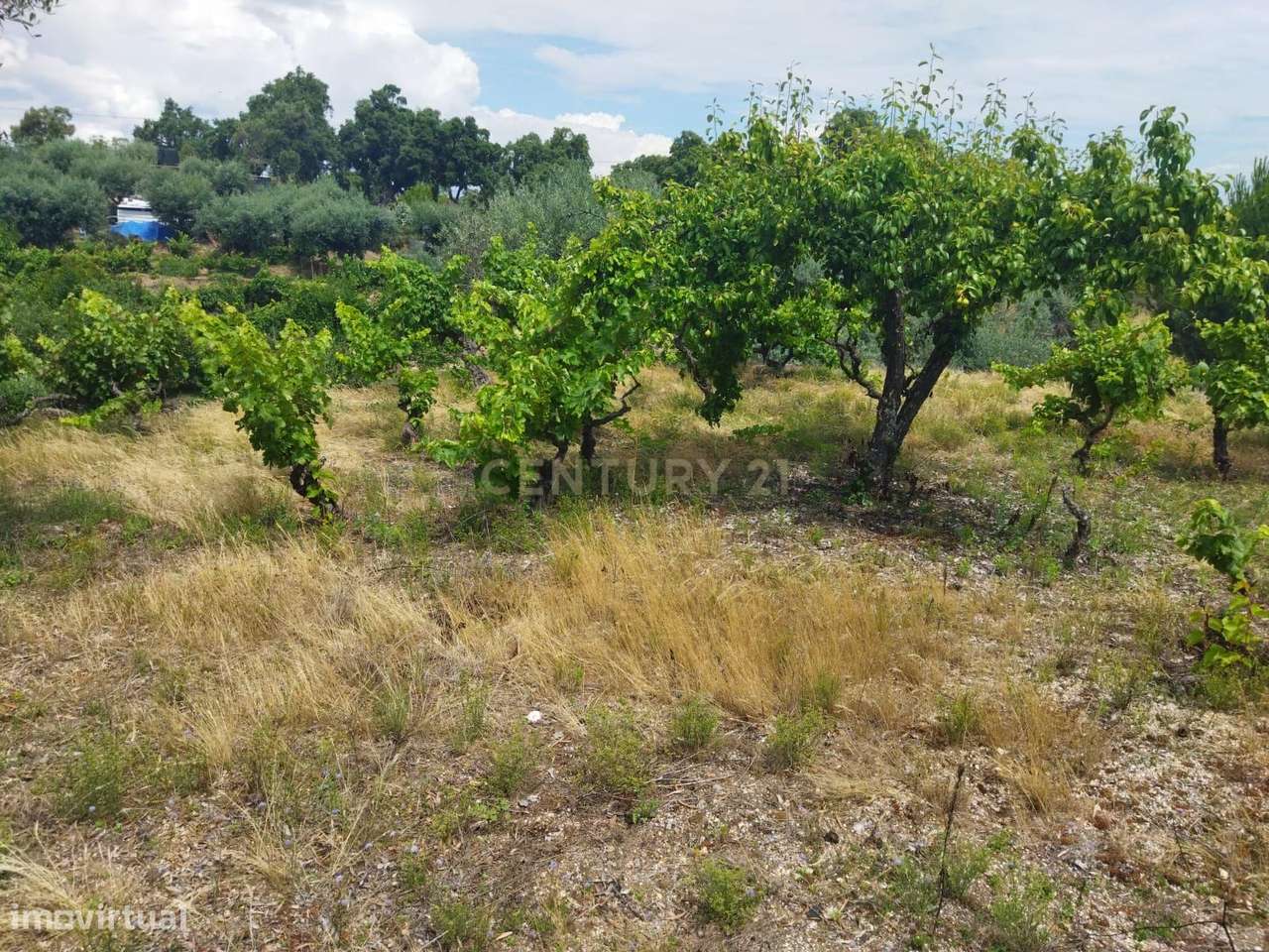 Terreno rústico | Lousa CTB, Castelo Branco-13