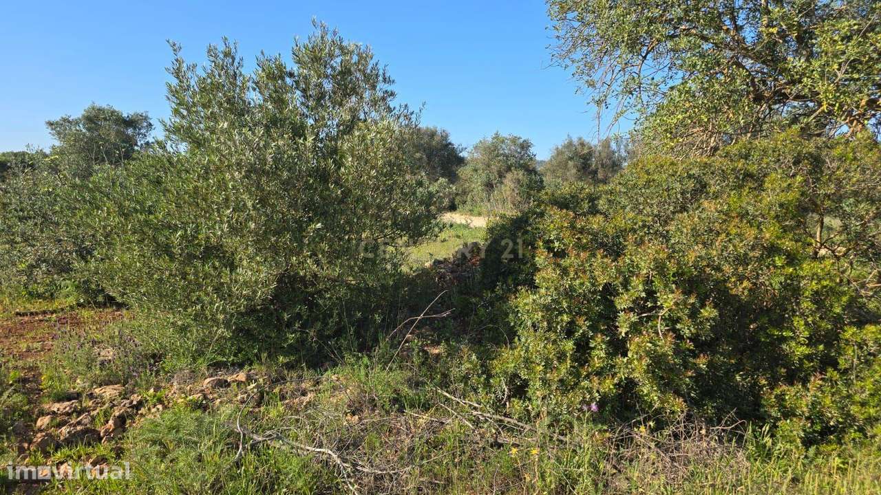 Terreno Rústico com 1900 m2 localizado em Cabeça de Câmara, São Sebast - Grande imagem: 4/6