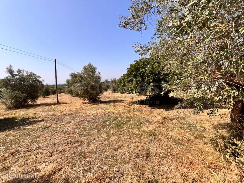 Terreno com possibilidade de construção perto do Entroncamento - Grande imagem: 3/10