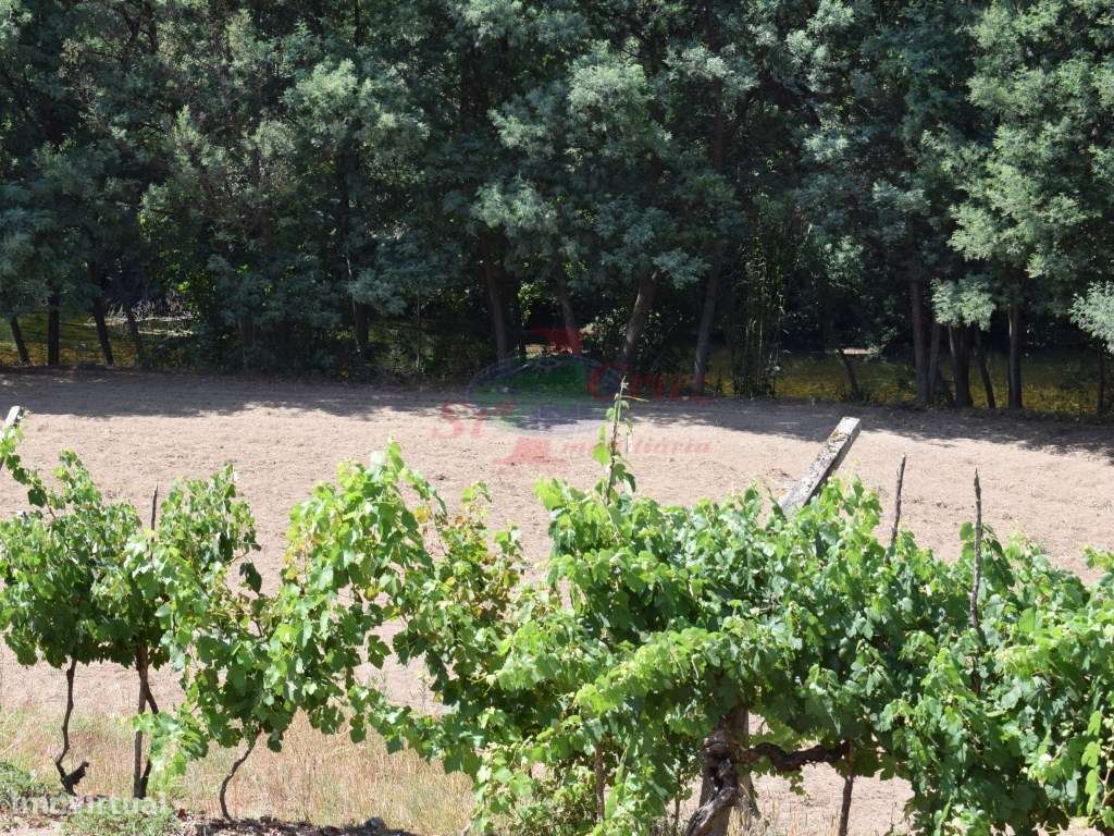 Quinta - Lavegadas, Vila Nova de Poiares - Grande imagem: 4/60