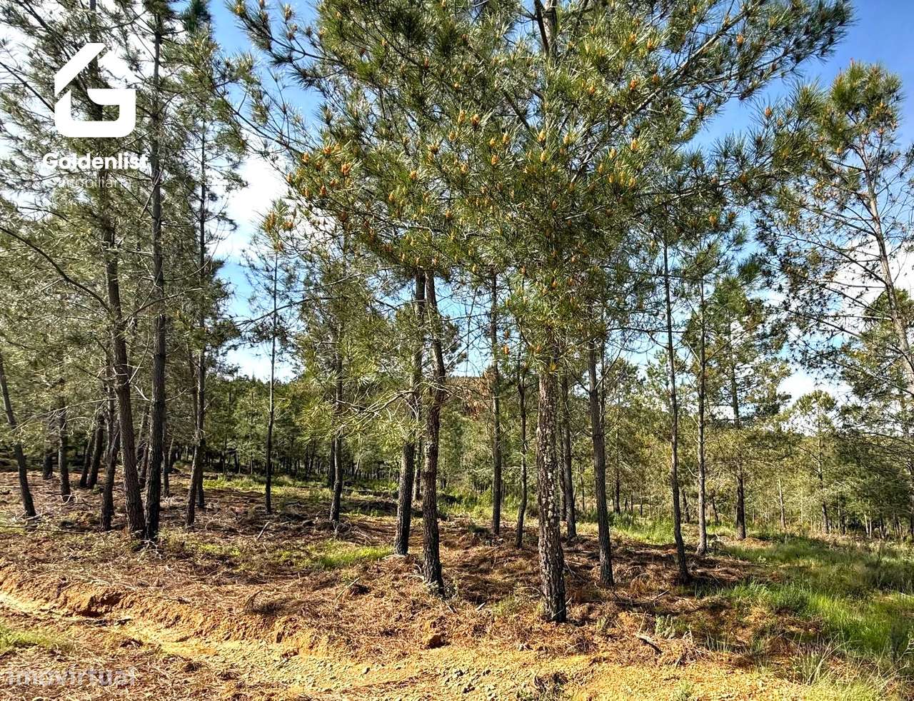 Herdade  Venda em Penamacor,Penamacor-13