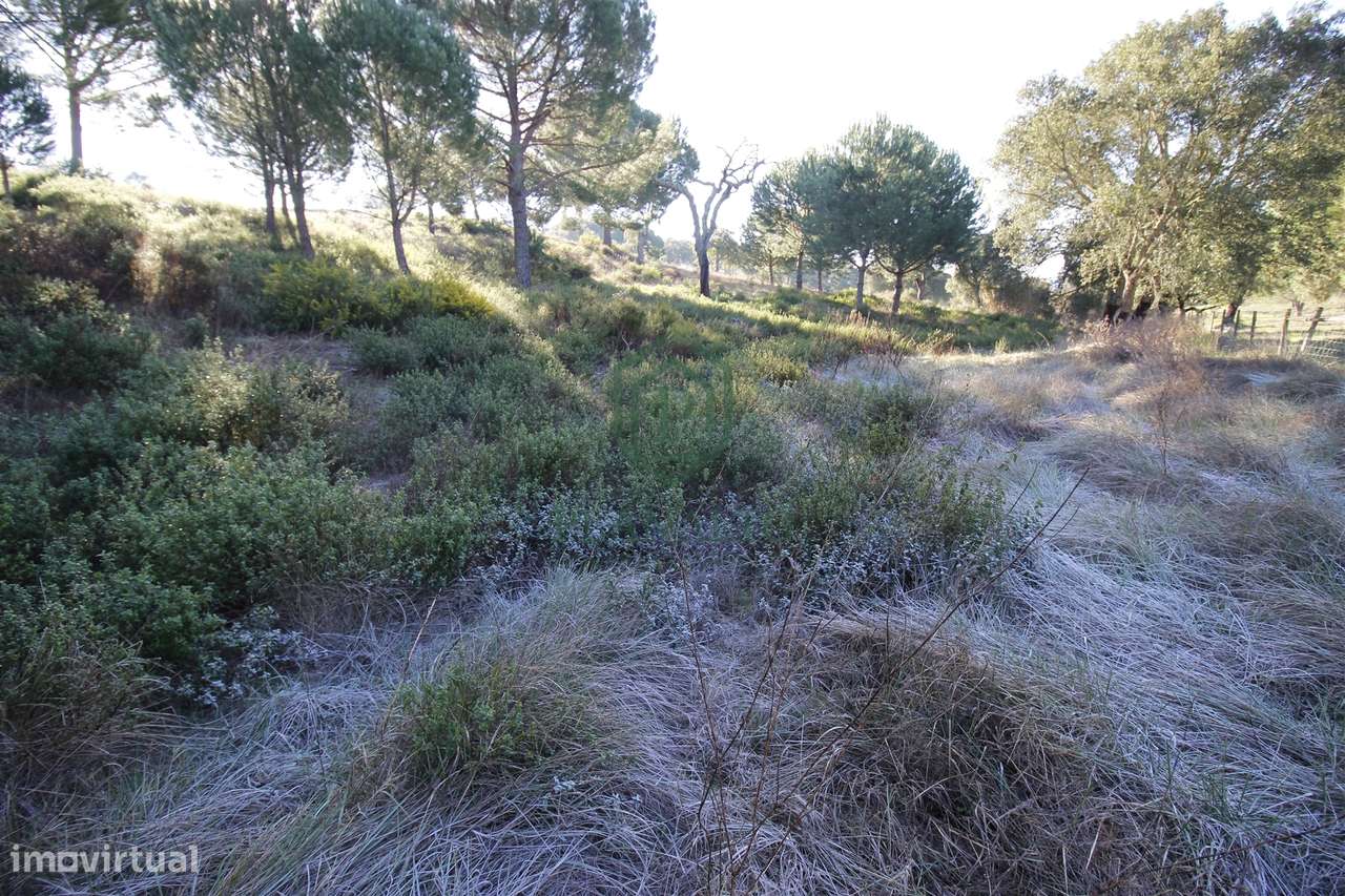 Terreno Rústico  Venda em Mora,Mora - Grande imagem: 3/16