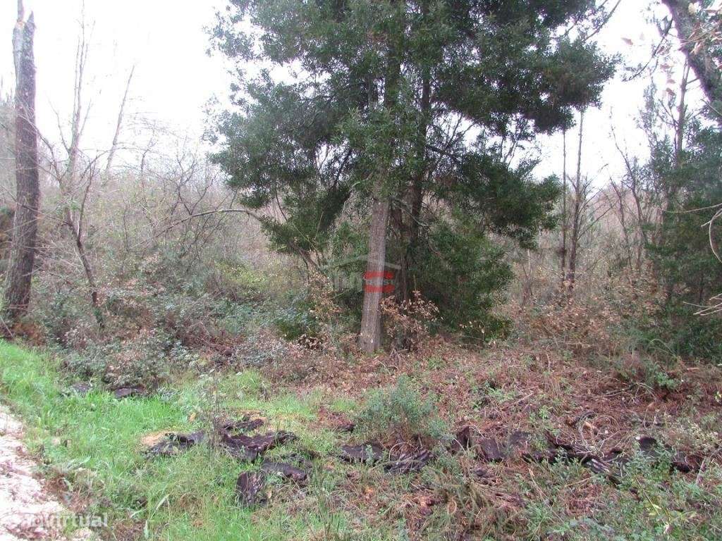 terreno c/ 1000 M2 - Grande imagem: 3/7
