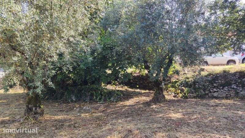 Terreno URBANO 600m² p/Construção c/Oliveiras || Lagarteira, Ansião - Grande imagem: 5/11