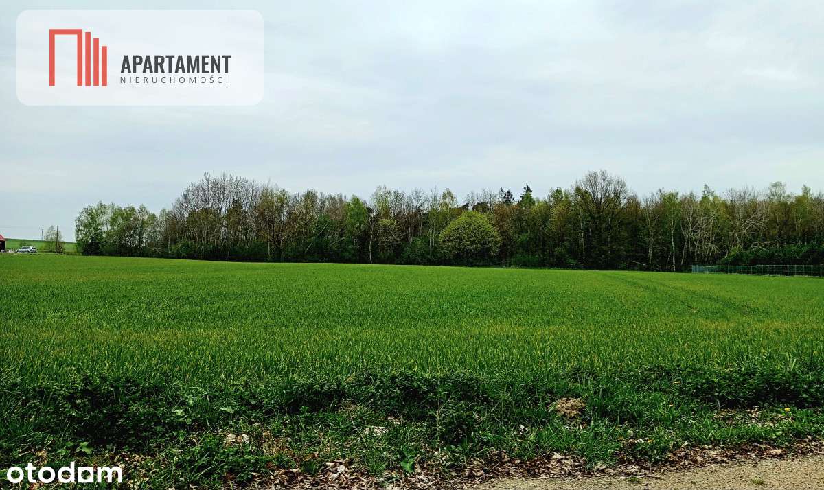 Cicha okolica, przy ścianie lasu! - Pełny obrazek: 3/6