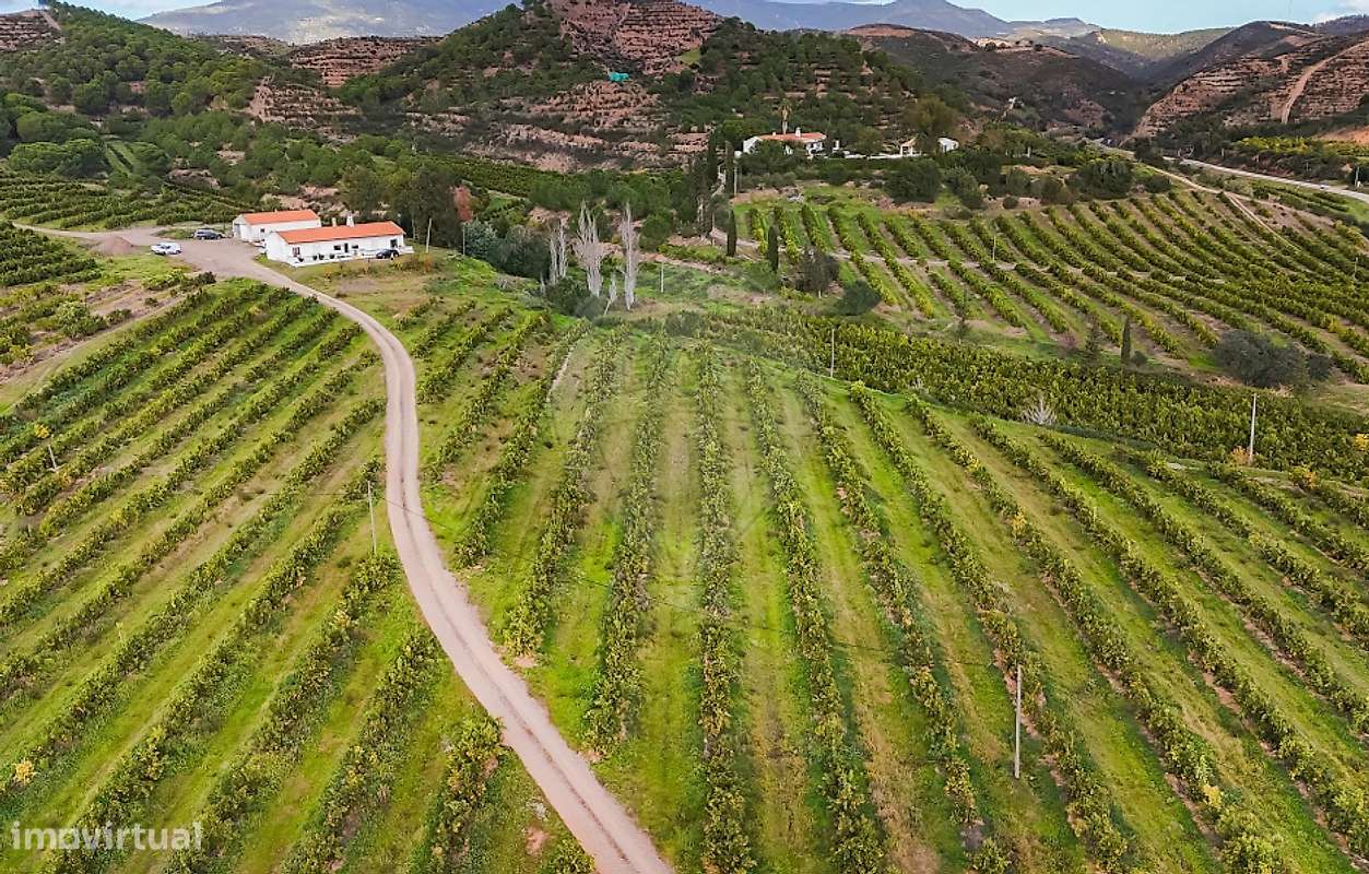 Quinta T13 para venda - Grande imagem: 4/15