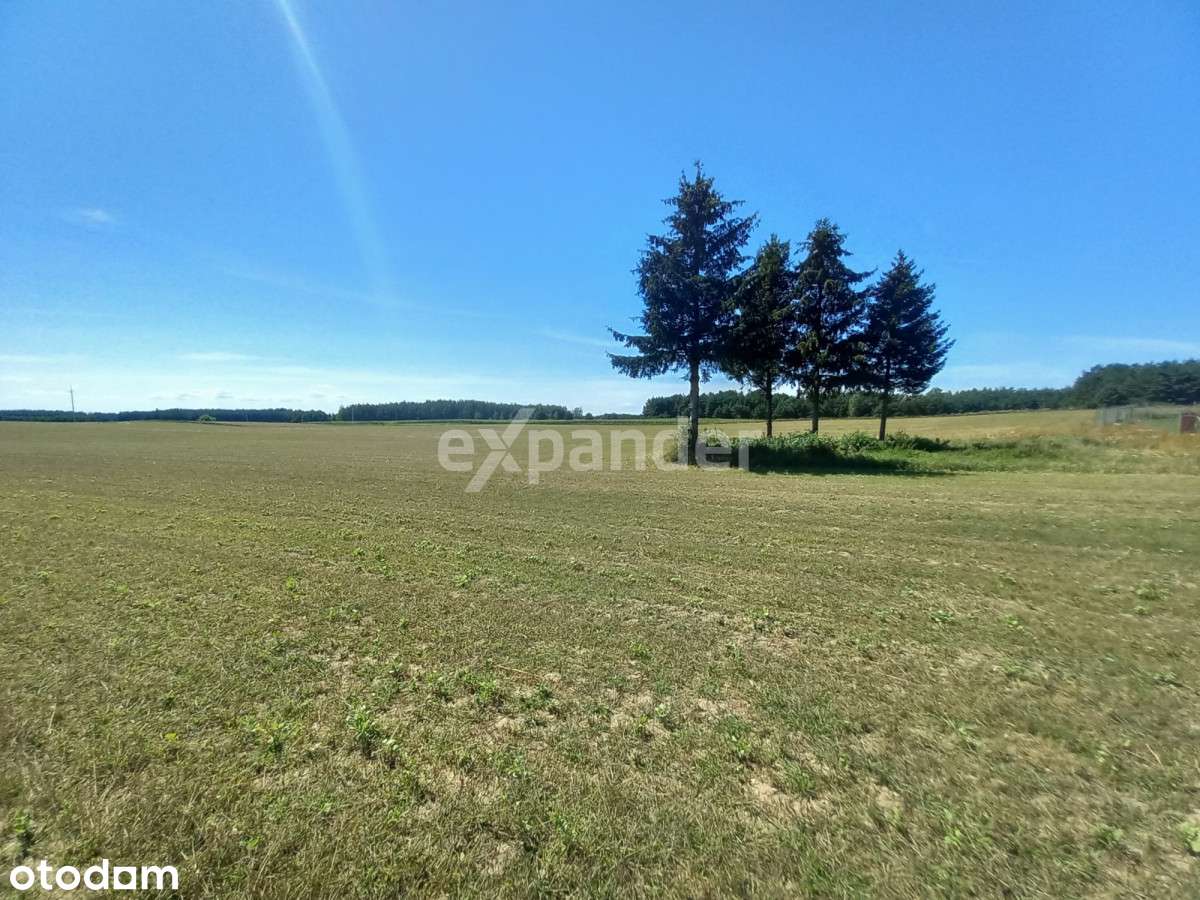 Rogowo Działka 1,24 HA i Inne Idealne Położenie - Pełny obrazek: 5/9