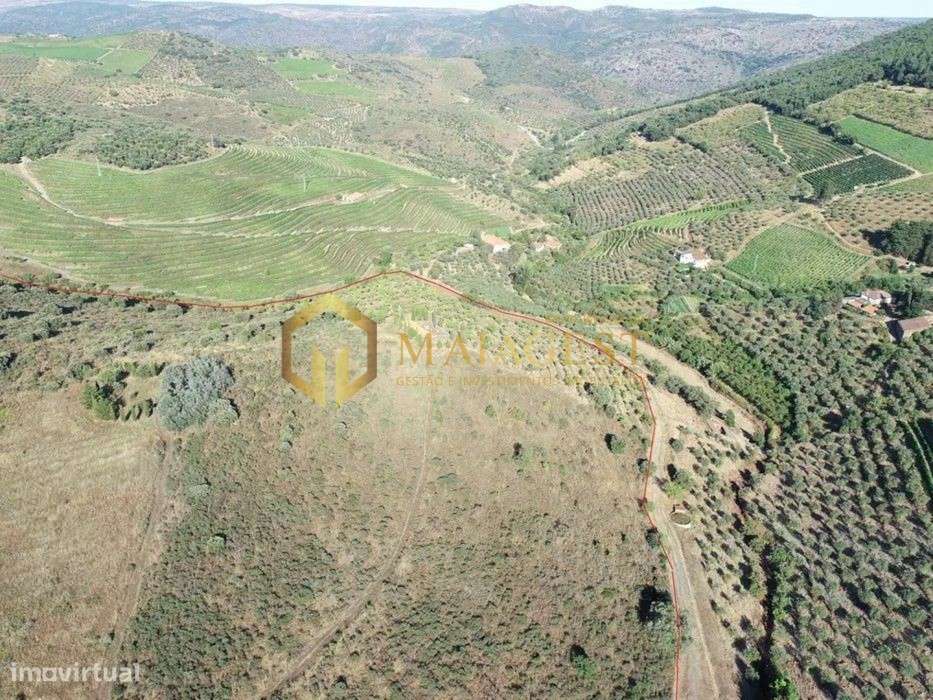 Terreno agrícola para produção de vinho em Freixo de Espada a Cinta - Grande imagem: 4/14