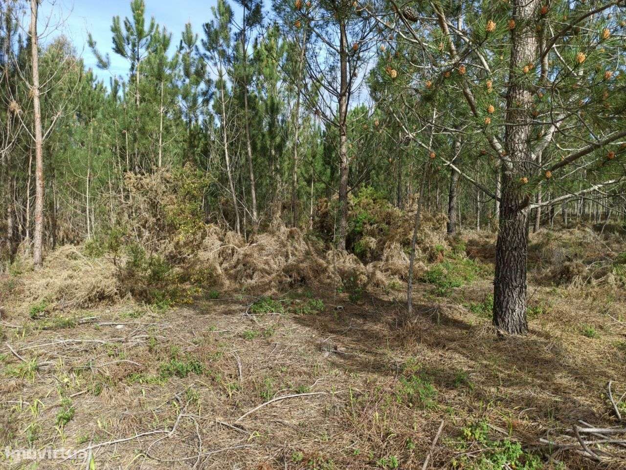 Casa e eira para reconstrução com terreno florestal de 6000m² - Grande imagem: 5/8