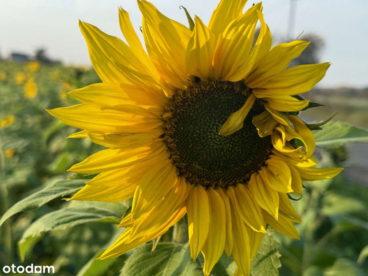 Działka budowalna-0