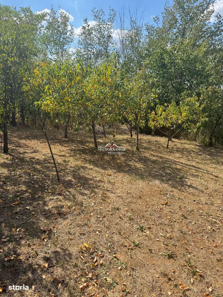 NECTORA IMOB-Casa cu etaj, mobilata, utilata, Episcopia, cu livada-4