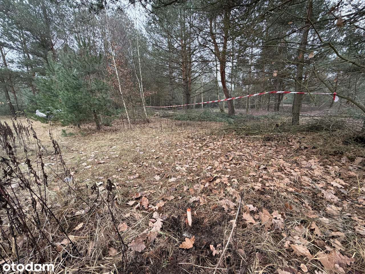 Działka bud. 1306 m² • Kędzierówka • Las, cisza, połączenie z Warszawą - Pełny obrazek: 5/6