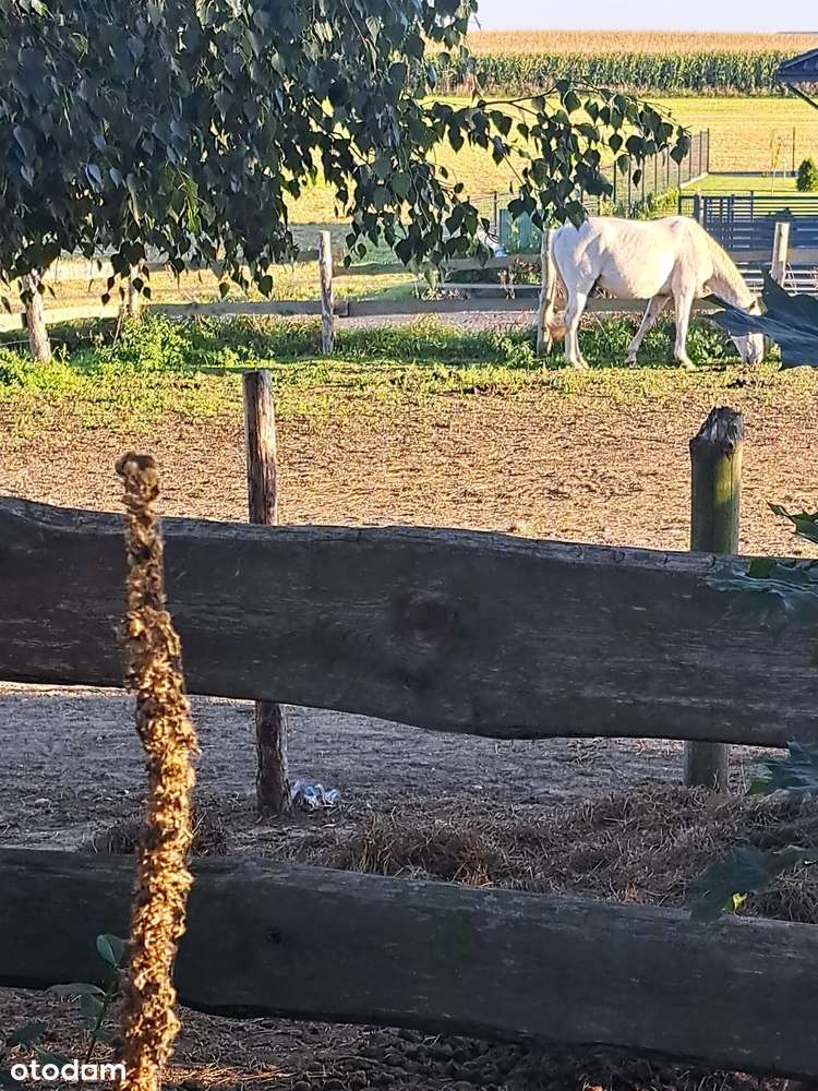 Dom, duża działka, stajnia-8