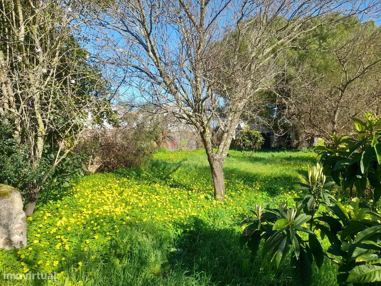 Qta Pedrogão com viabilidade de construção habitação-10
