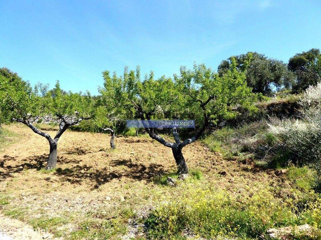 51.000m2 Olival, com Pombal. Figueira de Castelo Rodrigo. Portugal,... - Grande imagem: 5/9