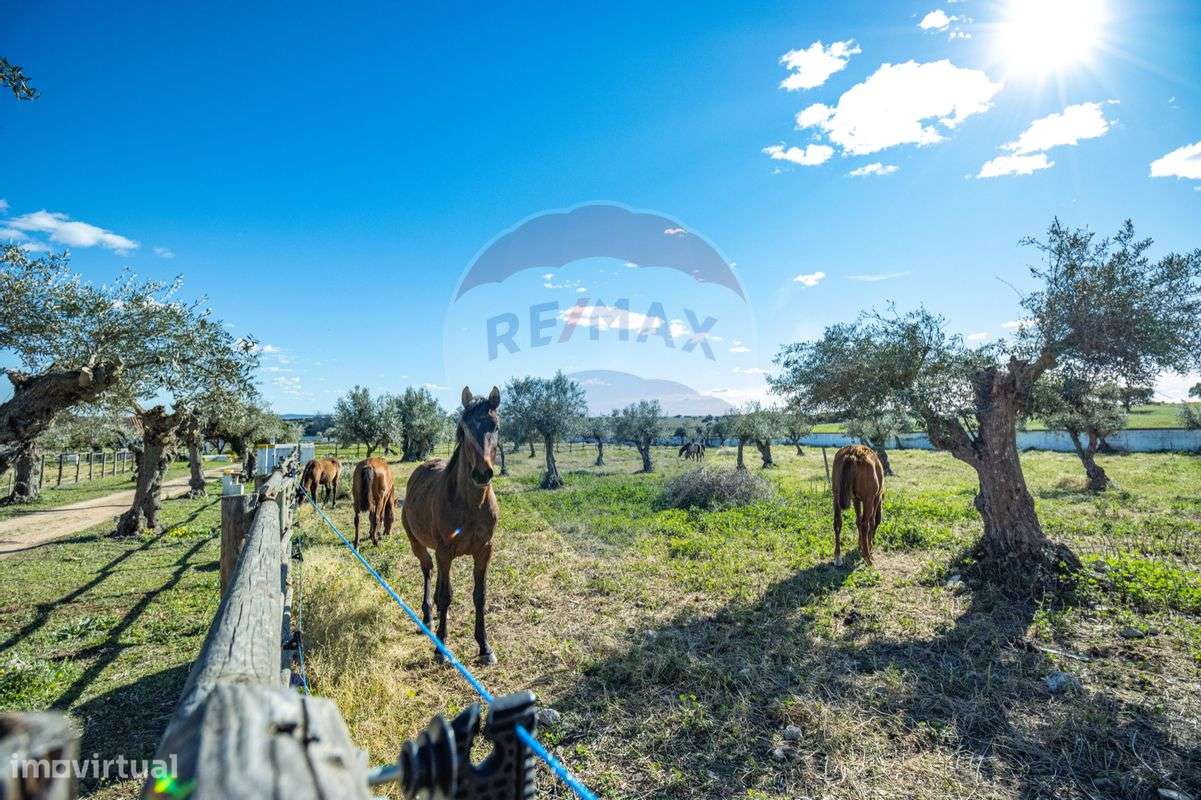 Quinta T7 para venda - Grande imagem: 3/37