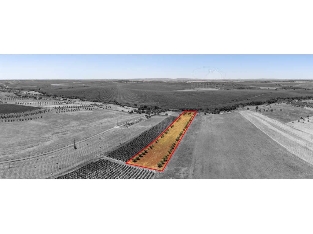 Terreno com 1,15 ha em Montoito (Redondo) | Oportunidade Agrícola e...-5