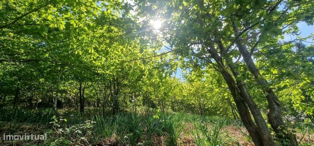 Terreno c/ projeto aprovado - Louredo-11