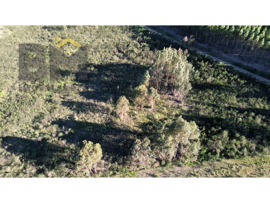 Terreno Rústico com 17.480 m² para venda em Juncal do Campo! - Grande imagem: 4/10