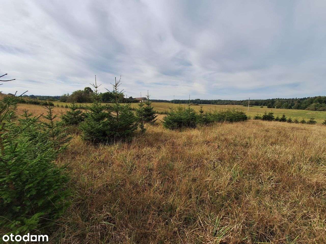 Działka 4000 m² w Szypliszkach – asfalt, media, piękne otoczenie - Pełny obrazek: 4/10