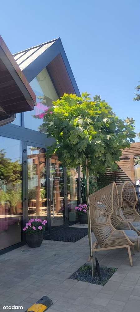 Pracownia cukiernicza-Borzęcin Duży - Pełny obrazek: 5/20