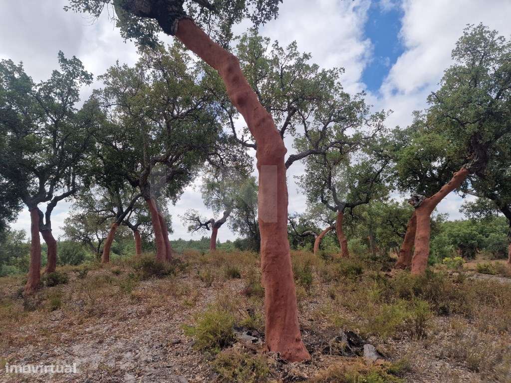 Terreno 14 HECTARES COM SOBREIROS E PINHEIROS-4