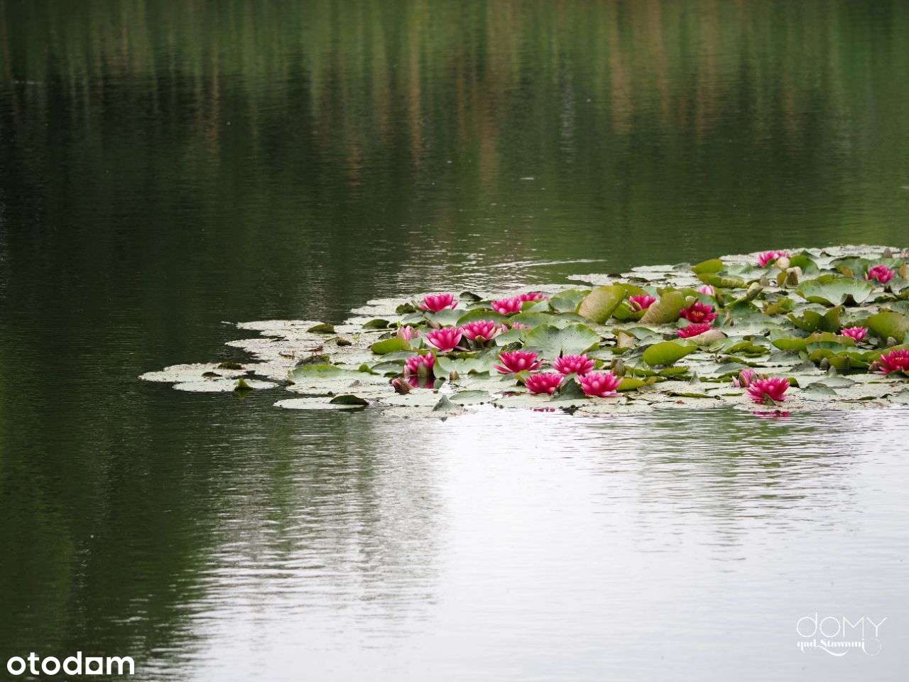 Działka budowlana 1277 | Żernica | Domy nad Stawam-11